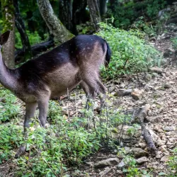 Le Parc aux Biches - Delemont