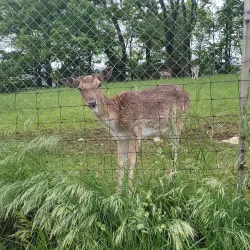 Le Parc aux Biches - Delemont