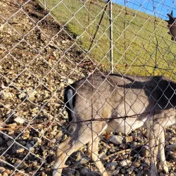 Le Parc aux Biches - Delemont