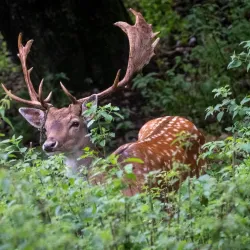 Le Parc aux Biches - Delemont