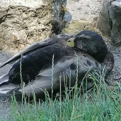 Parc des Bains - Delemont