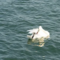 Limmatauen Dietikon - Dietikon