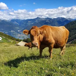 Alpe di Neggia - Faido