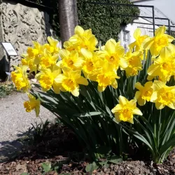 Frauenfeld Market - Frauenfeld