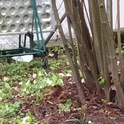 Frauenfeld Market - Frauenfeld