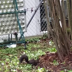 Frauenfeld Market - Frauenfeld