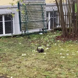 Frauenfeld Market - Frauenfeld