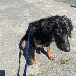 Schlosswiese Park - Frauenfeld