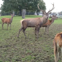 Wildpark Peter and Paul - Frauenfeld