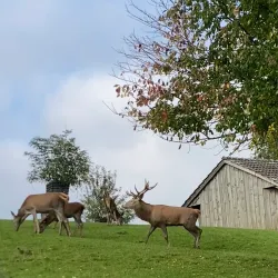 Wildpark Peter and Paul - Frauenfeld