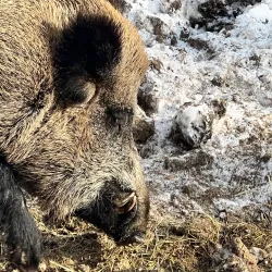 Wildpark Peter and Paul - Frauenfeld