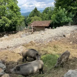 Wildpark Peter and Paul - Frauenfeld