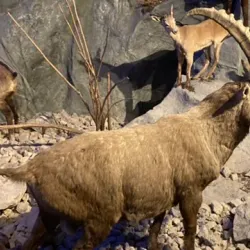 Museum of Natural History - Geneva