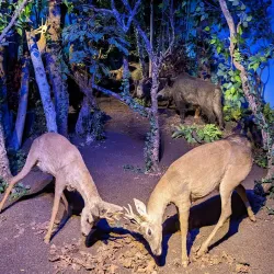 Museum of Natural History - Geneva