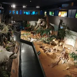 Museum of Natural History - Geneva
