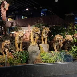 Museum of Natural History - Geneva