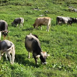 Pfingstegg Chairlift - Grindelwald