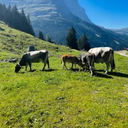 Pfingstegg Toboggan Run - Grindelwald