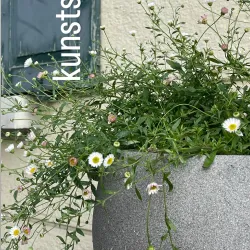 Local Artisan Workshops - Gränichen