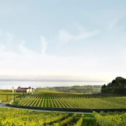 Local Vineyards and Wine Tasting - Gränichen