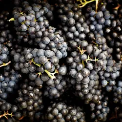 Local Vineyards and Wine Tasting - Gränichen