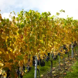 Local Vineyards and Wine Tasting - Gränichen