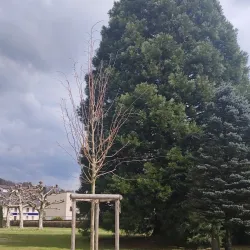St. Martin's Church - Gränichen