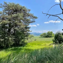 Pfäffikersee Nature Reserve - Lachen