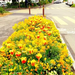 Parc de la Mairie - Lancy