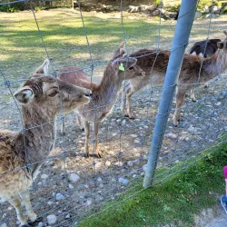 Langenthal Park - Langenthal