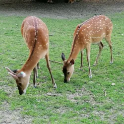 Langenthal Park - Langenthal