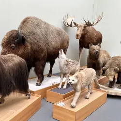 Palais de Rumine - Lausanne