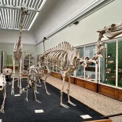 Palais de Rumine - Lausanne