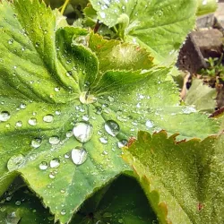 Nature Reserve Hardwald - Lenzburg