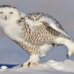 Falconeria Locarno - Locarno