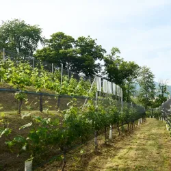 Cantine Mendrisio - Mendrisio