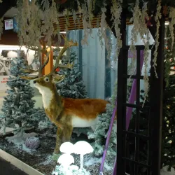 Meyrin Market - Meyrin