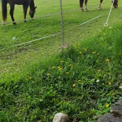 Parc de la Mairie - Meyrin