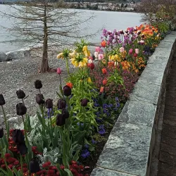Montreux Lakeside Promenade - Montreux