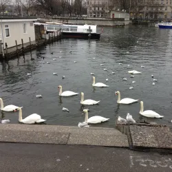 Limmatquai Promenade - Neuenhof