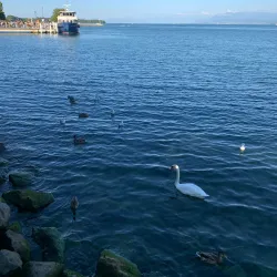 Lake Geneva Promenade - Nyon