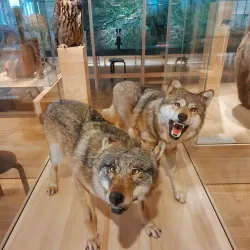 Museum Olten - Olten