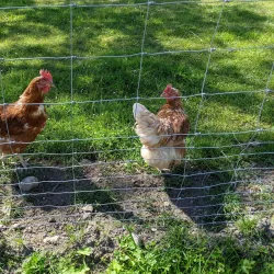 Lake Zurich - Pfaffikon