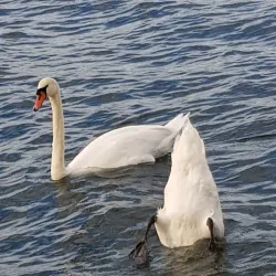 Pfäffikon Old Town - Pfaffikon