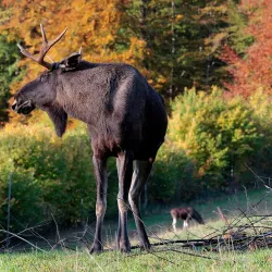 Wildpark Langenberg - Pfaffikon