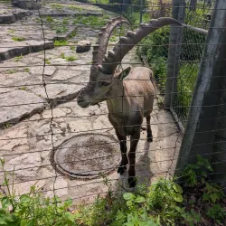 Wildpark Langenberg - Pfaffikon