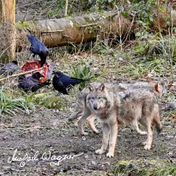 Wildpark Langenberg - Pfaffikon