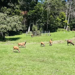 Wildpark Langenberg - Pfaffikon