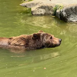 Wildpark Langenberg - Pfaffikon