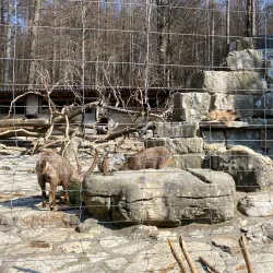 Wildpark Langenberg - Pfaffikon